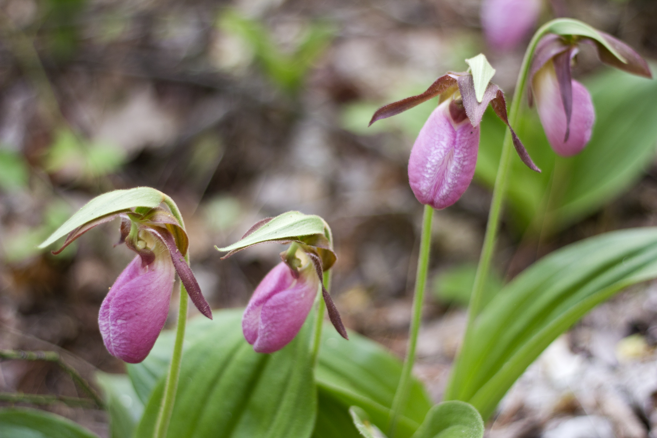 ladyslippers, 4 close up resampled - Log Cabin Cooking