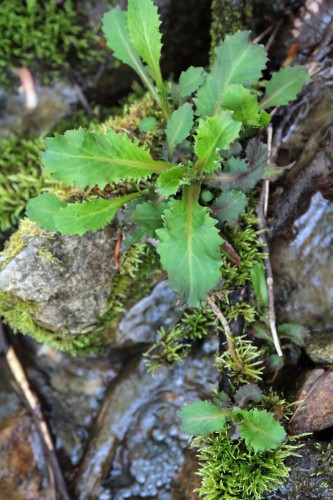 Branch lettuce