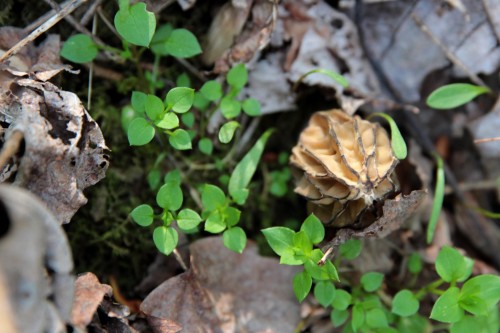 Chickweedy morel