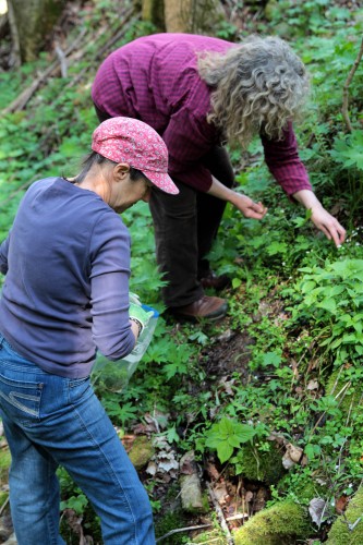 Foraging