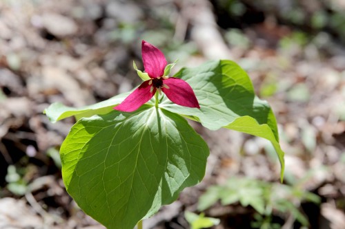 Red trillium