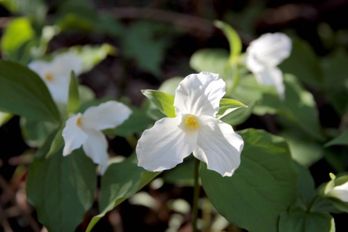 Trillium