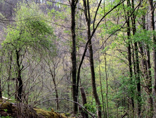 madison county mountain in spring