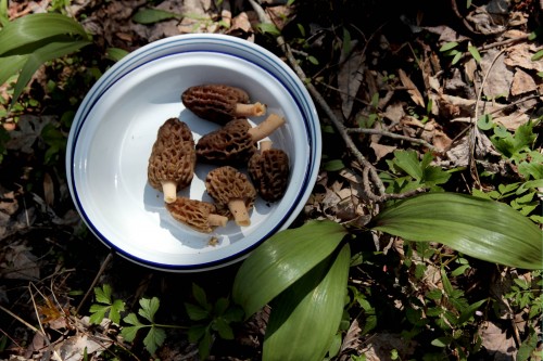 morels and ramps
