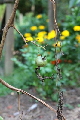 tomato blight