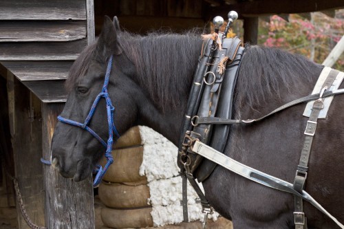 Horse working the cotton gin