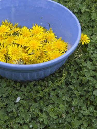 dandelions