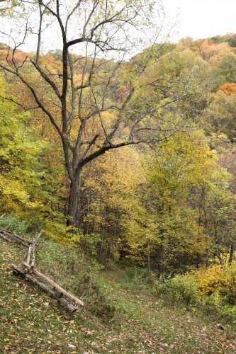 cabin walnut tree in fall s